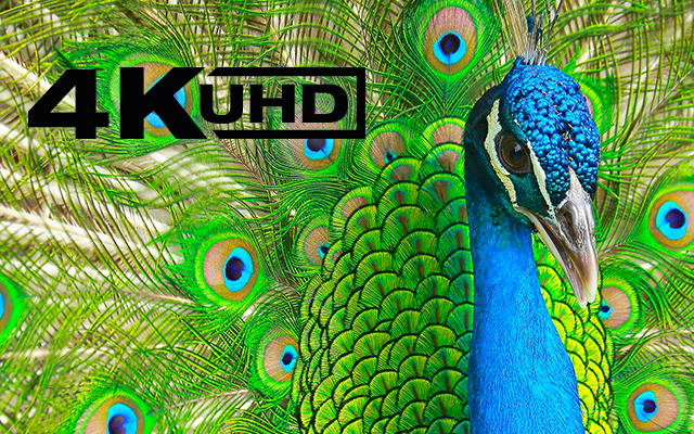 4K UHD Products